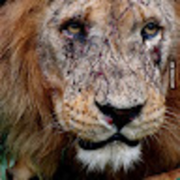 Meet your Posher, Inconspicuous - Picture 1 of 1